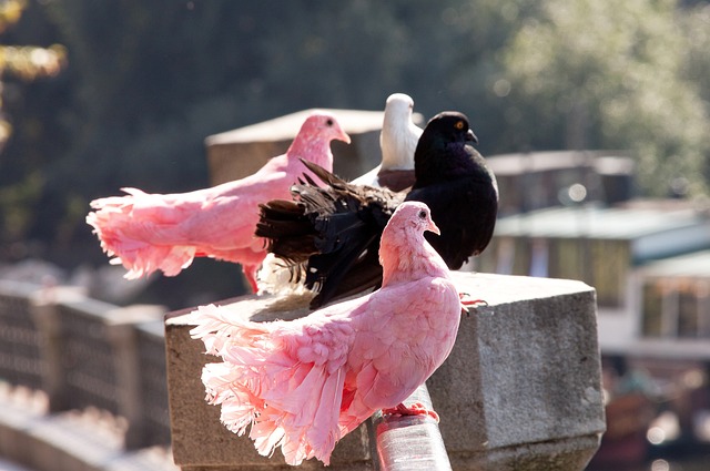 的战略布局 的战略布局