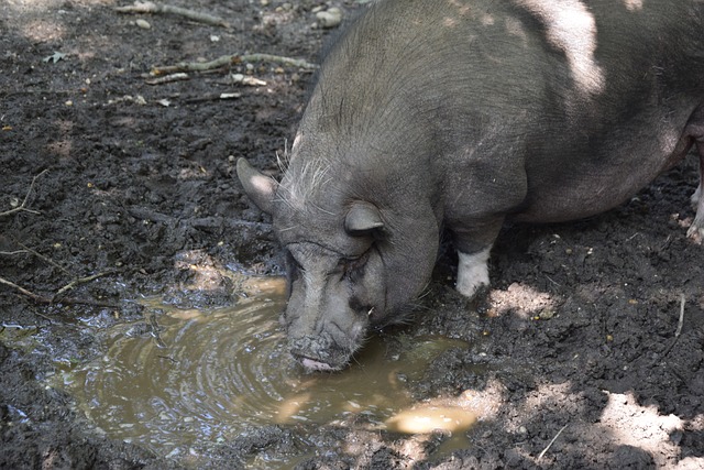 其发展轨迹 其发展轨迹